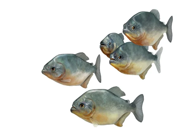 Group of piranhas — Stock Photo, Image