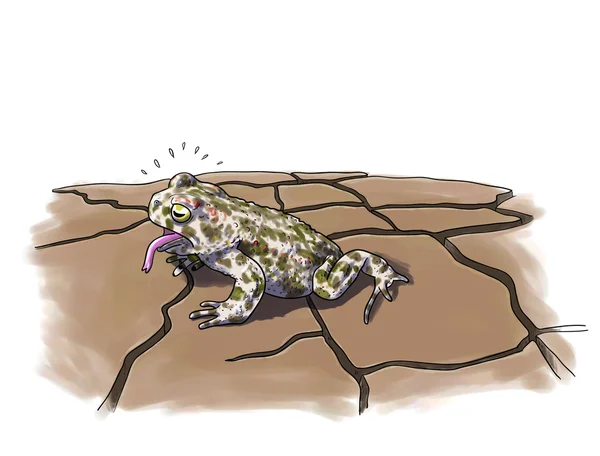 Засуха жаб — стоковое фото