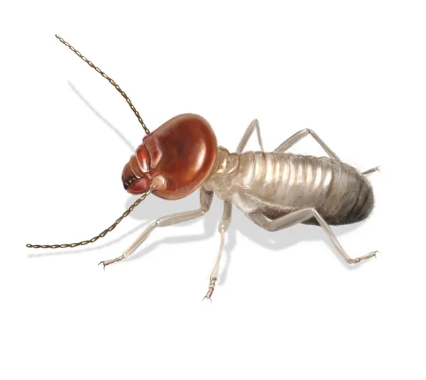 Termite — Stock Photo, Image