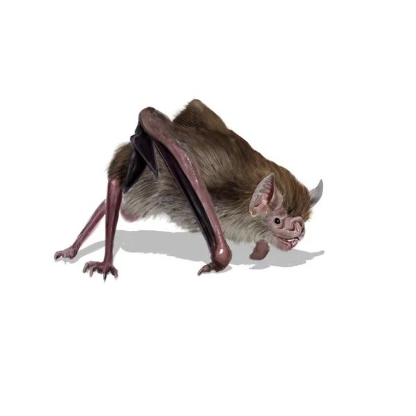 Vampire bat — Stock Photo, Image