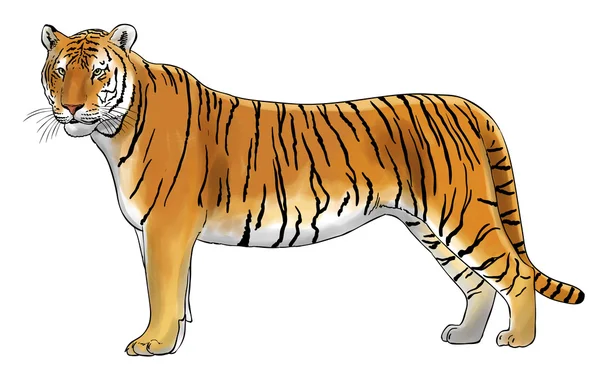 Tiger — Stock Photo, Image