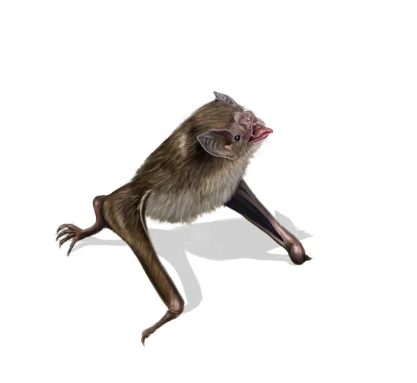 Вампирские летучие мыши — стоковое фото