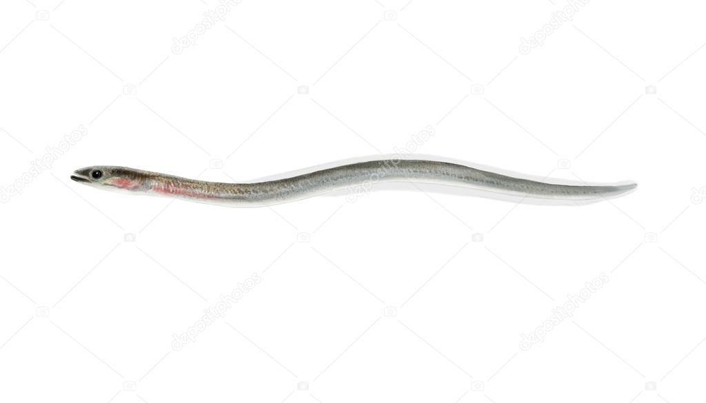 Eel elver Stock Photo by ©nicolasprimola 61414379