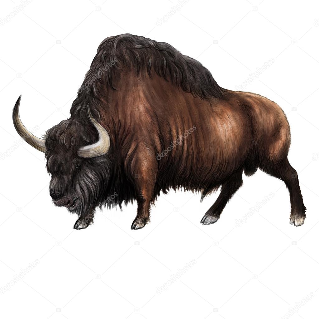 Extinct Steppe bison