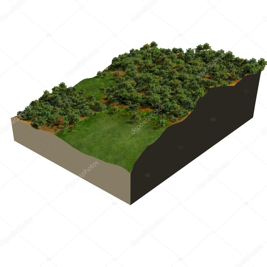 3d model oak forest