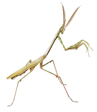 Konikafa mantis