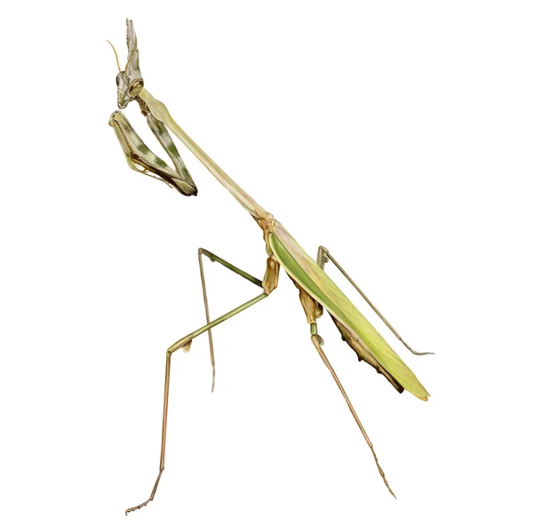 Conehead mantis — Stock Photo, Image