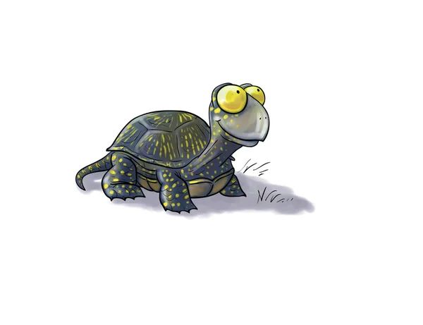 Terrapin — Zdjęcie stockowe