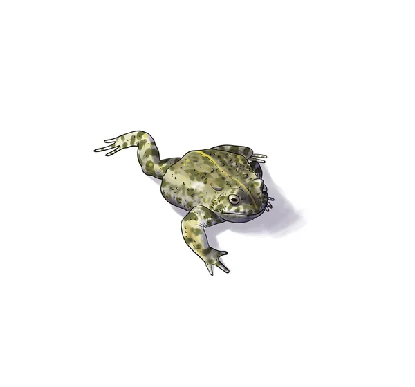 Natterjack padda — Stockfoto