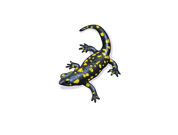 Salamander toon — Stock Photo, Image