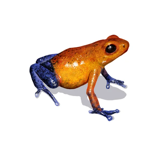 다트 개구리 — 스톡 사진