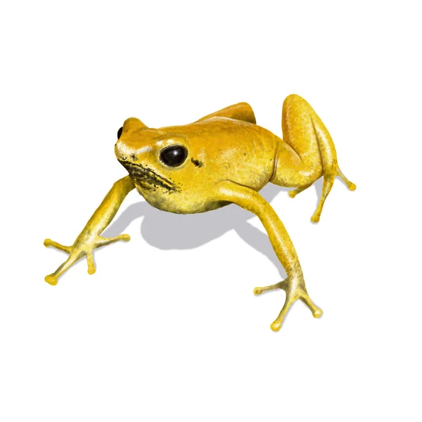 Dart frog — Stock Photo, Image