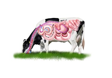 Cow digestive system clipart