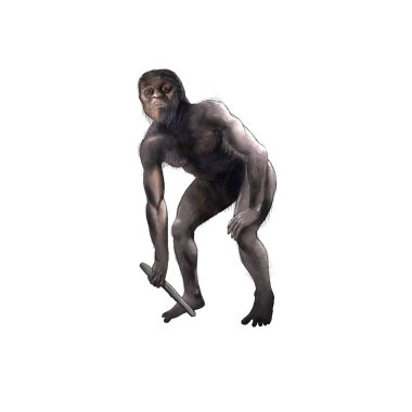 Australopithecus clipart