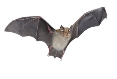 Horseshoe bat isolated clipart