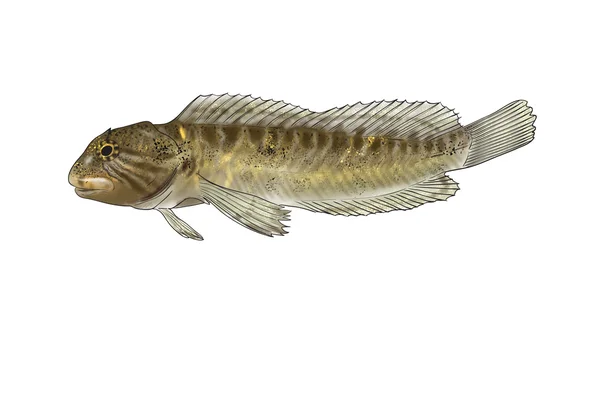 River fish — Stock Photo, Image