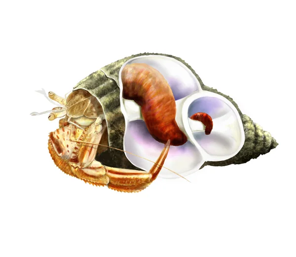 Hermit crab inside shell — Stock Photo, Image