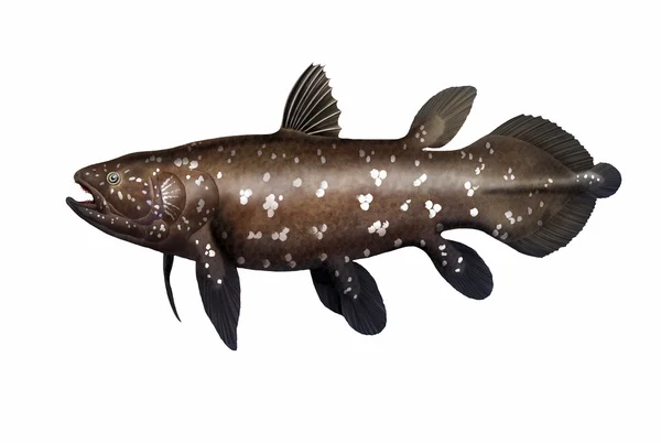 Coelacanth — Stok fotoğraf