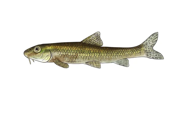 River fish — Stock Photo, Image