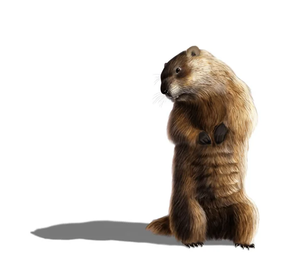 Marmotta — Foto Stock