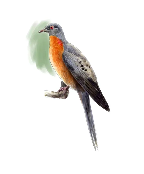 Passenger pigeon — Stock Photo, Image