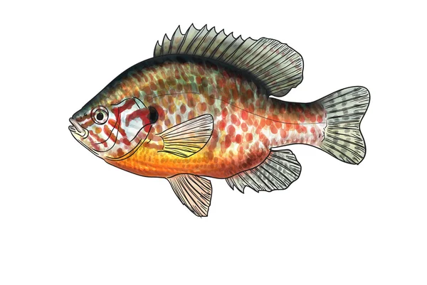 River fish — Stock Photo, Image