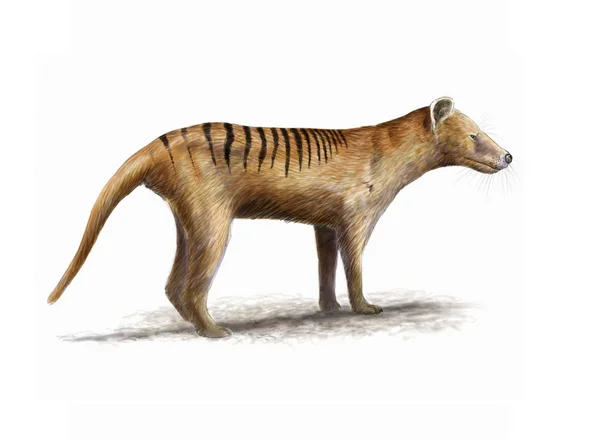 Tasmanian Tiger — Stock Photo, Image