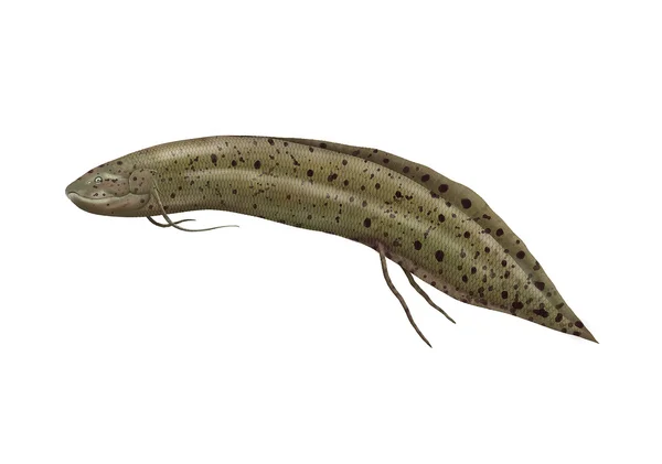 Lungfish — Stock Photo, Image