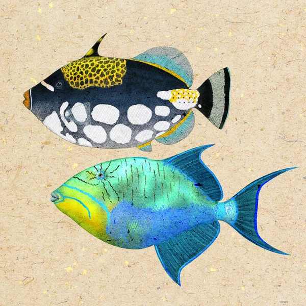 Triggerfish — 스톡 사진