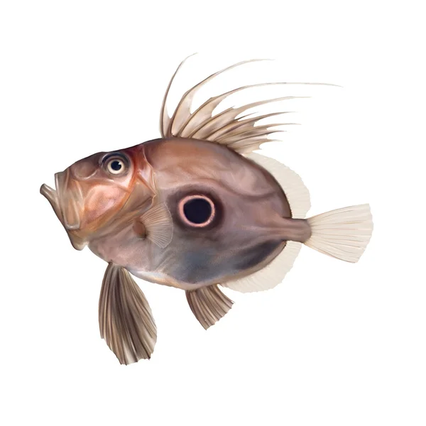 Zeus faber, John dory — Stockfoto