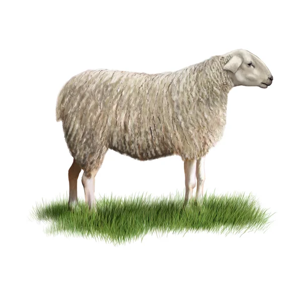 Sheep — Stock Photo, Image