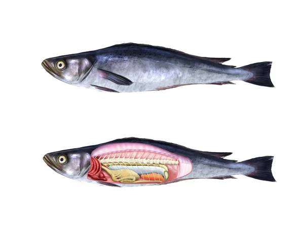 Анатомия рыб — стоковое фото