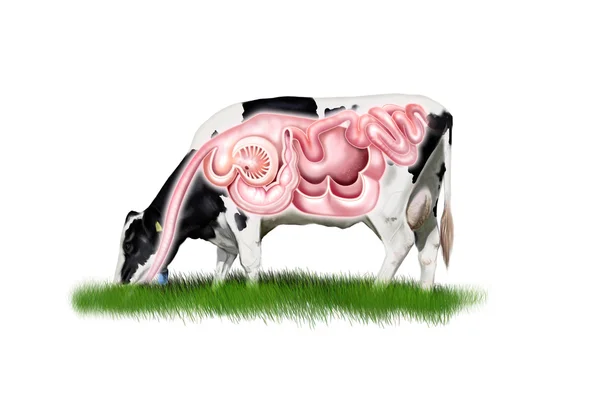 Cow digestive system — Stock Photo, Image