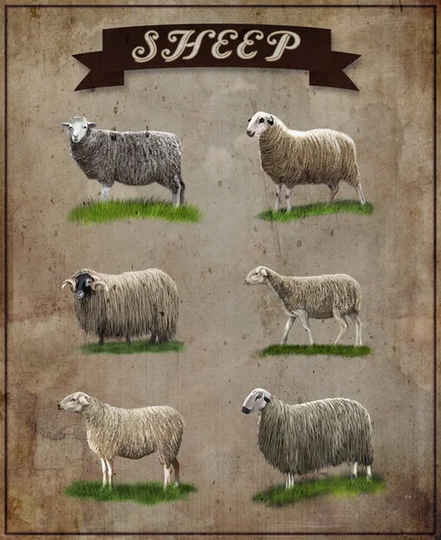 Sheep — Stock Photo, Image