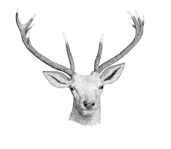 Deer — Stock Photo, Image