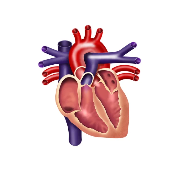 Человеческое сердце — стоковое фото