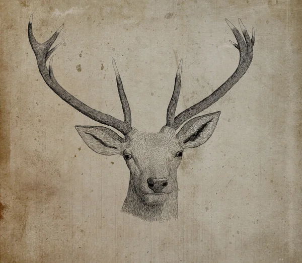 Cerfs — Photo