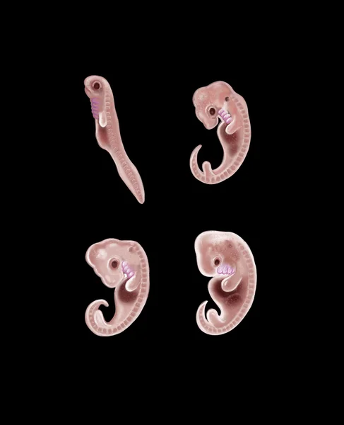 Dierlijke en menselijke embryo — Stockfoto