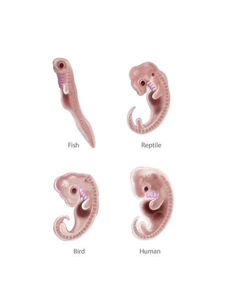 Animal and human embryo — Stock Photo, Image