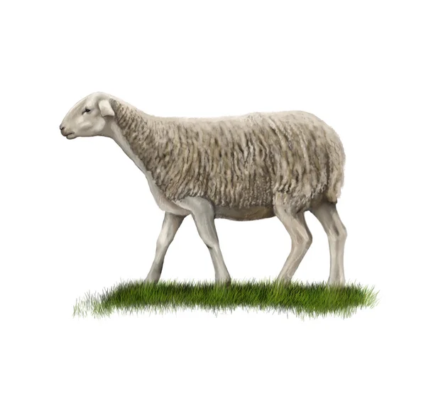 Sheep — Stock Photo, Image