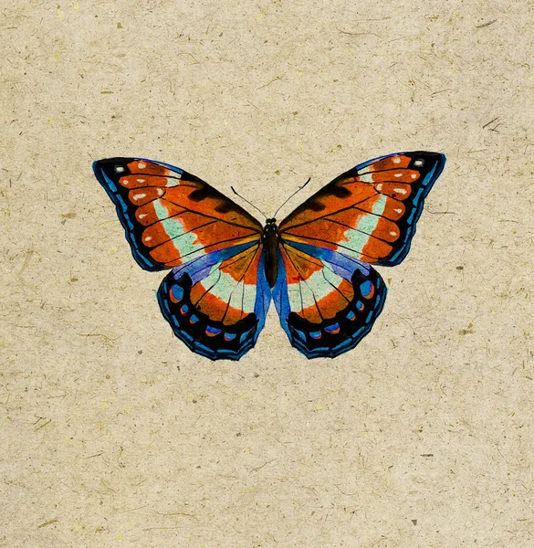 Butterfly — Stock Photo, Image