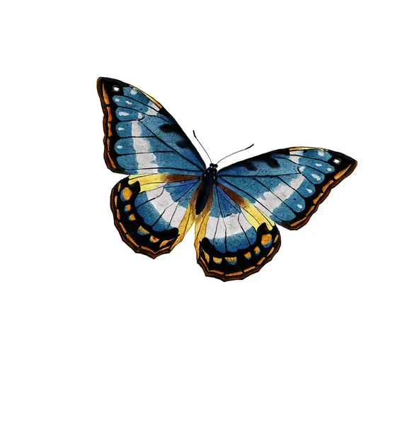 Butterfly — Stock Photo, Image