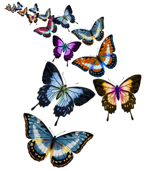 Butterfly — Stock Photo, Image