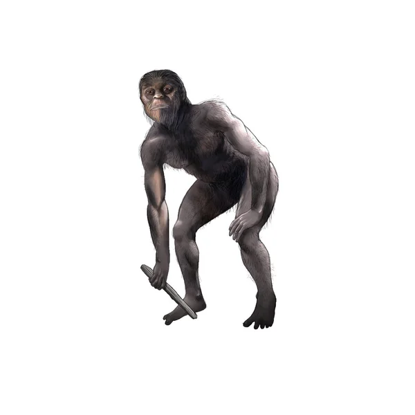 Australopithecus Obrazek Stockowy