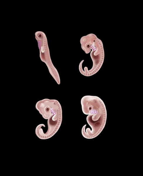 Zwierzęcych i ludzkich embrionów Zdjęcia Stockowe bez tantiem