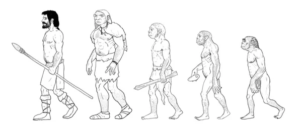 Иллюстрация эволюции человека Стоковое Фото