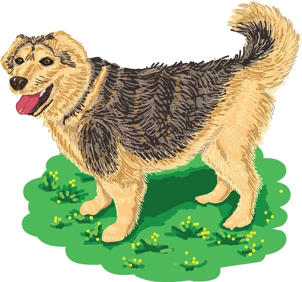 Tatlı köpek çim üzerinde duruyor