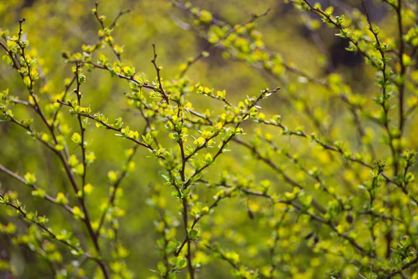 Primavera borrosa fondo bokeh — Foto de Stock