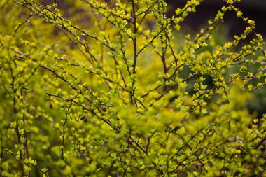 Bulanık bahar bokeh arka plan