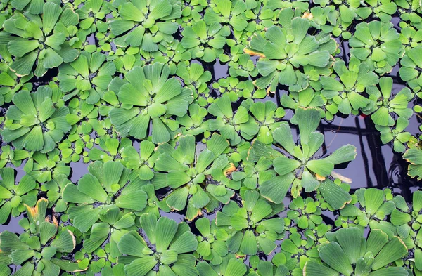 Water cabbage background — Stock Photo, Image